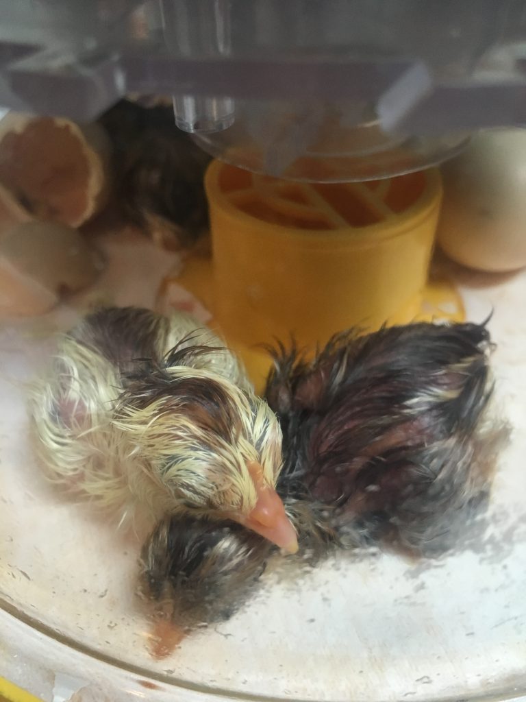 hatching-eggs-for-sale